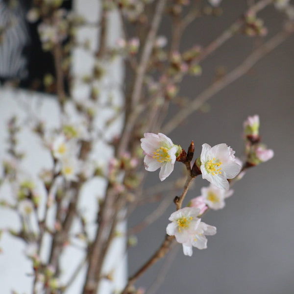 啓翁櫻 Sakura | 日本直送 | 香港花店 | 網上訂花 | Flower Bouquet Delivery