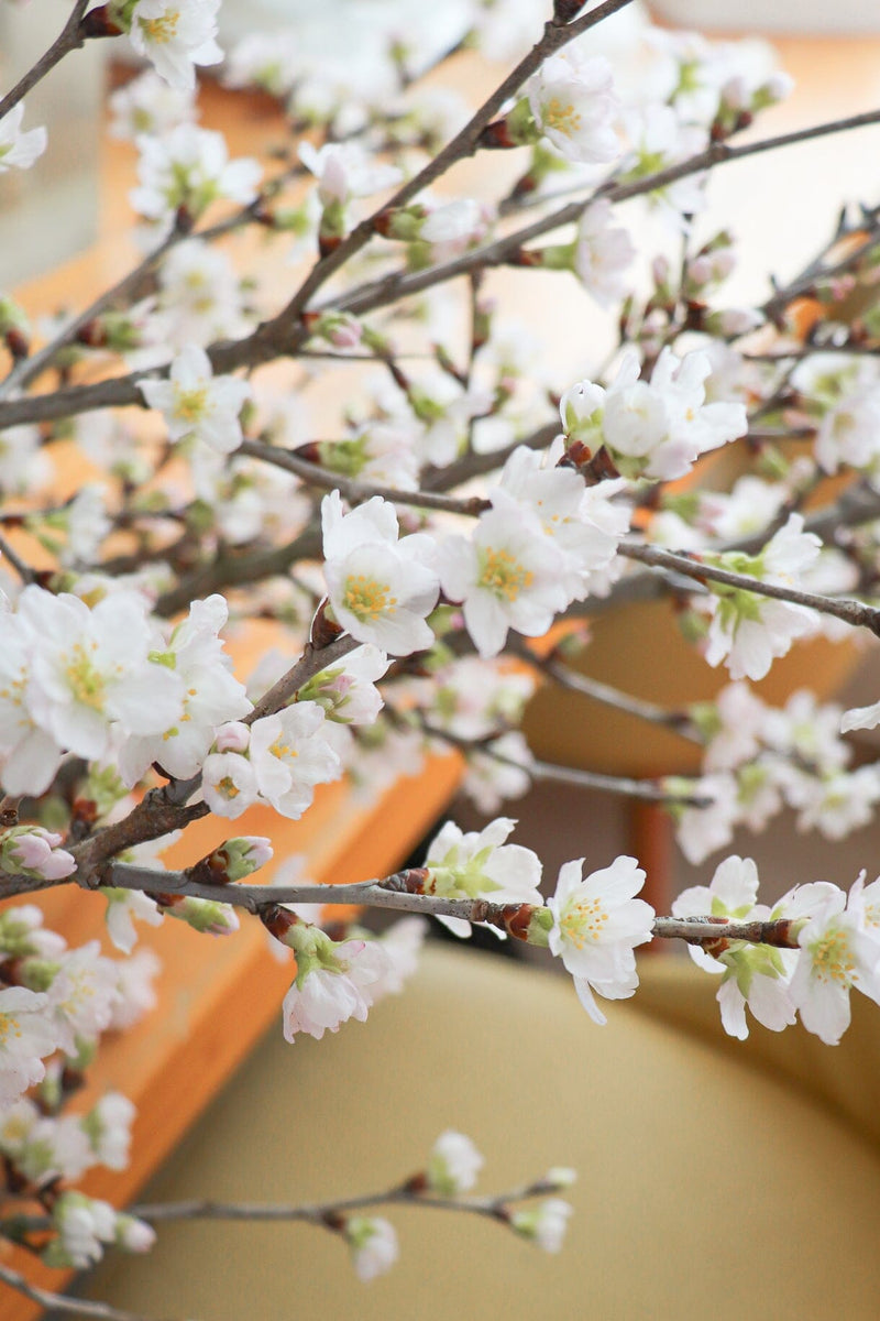 啓翁櫻 Sakura | 日本直送| 香港花店 | 網上訂花 | Flower Bouquet Delivery