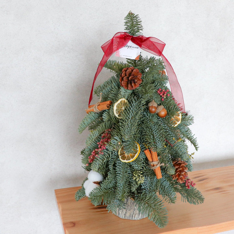 新鮮荷蘭貴族松迷你聖誕樹 <br> Noble Fir Mini Christmas Tree Christmas Collection Let Hope Bloom Classic 40cm tall 